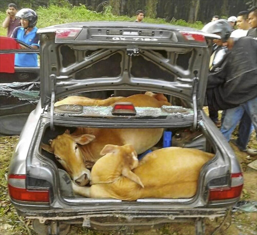 Воры пытались увезти четырех коров в автомобиле