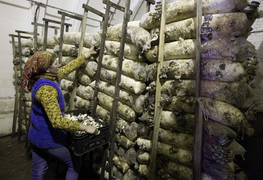 Белорусы приспособили бывшие ракетные ангары для выращивания грибов