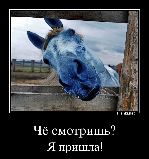 Чё смотришь?
