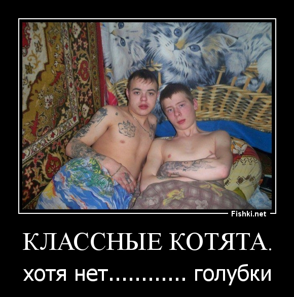 Классные котята.