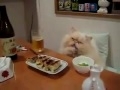 Кот кайфует за столом!