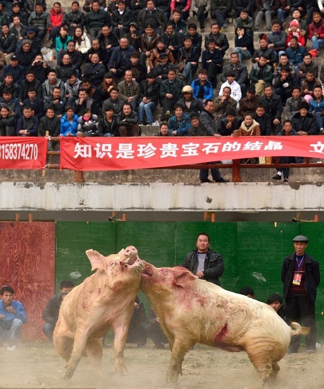 Свиные бои в Китае