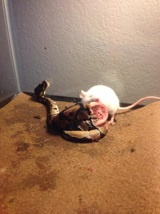  Решил покормить змею крысой