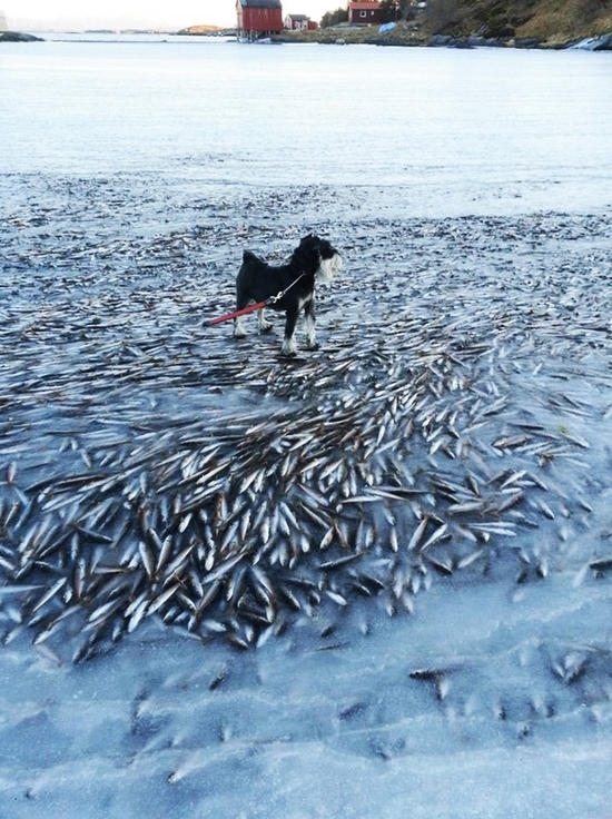 Гольфстрим остывает? ВПЕРВЫЕ ЗАМЁРЗЛО НОРВЕЖСКОЕ МОРЕ