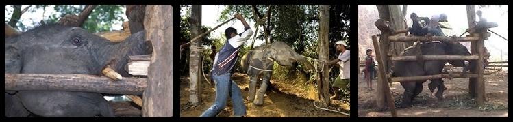Обратная сторона медали: приручение диких слонов.