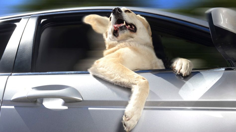 Мем: Собака в автомобиле