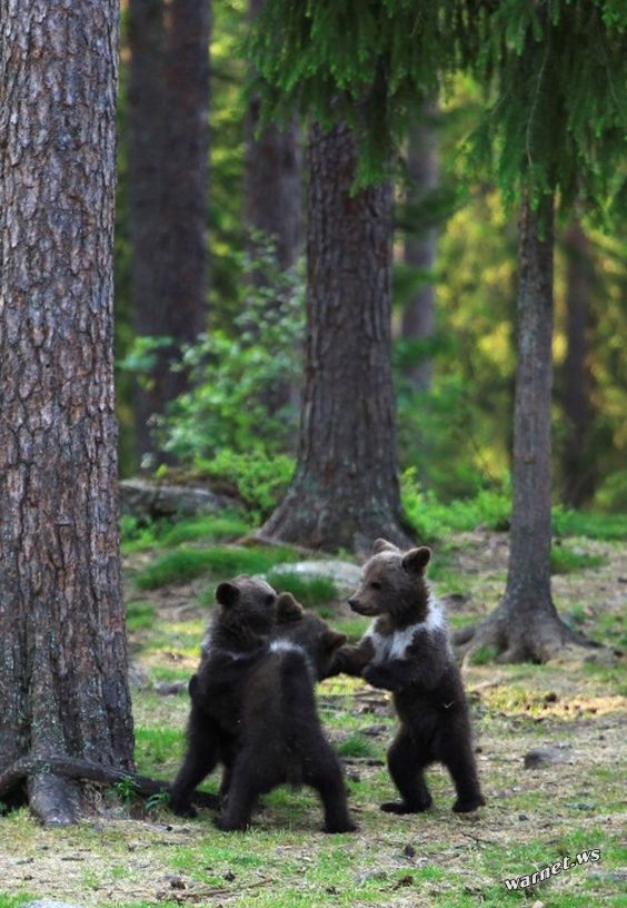  Финские медвежата встали в круг 