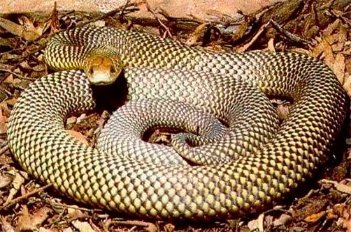 Самые опасные змеи