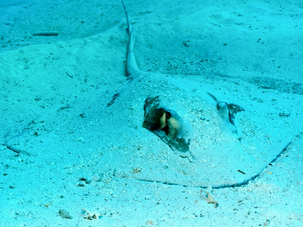 Подводный мир Карибских Островов