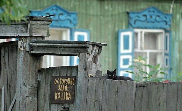 Подборка братьев наших меньших