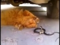 Кот играет со змеей! 