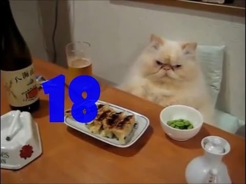 Смешные кошки. Выпуск #17 и Выпуск #18 