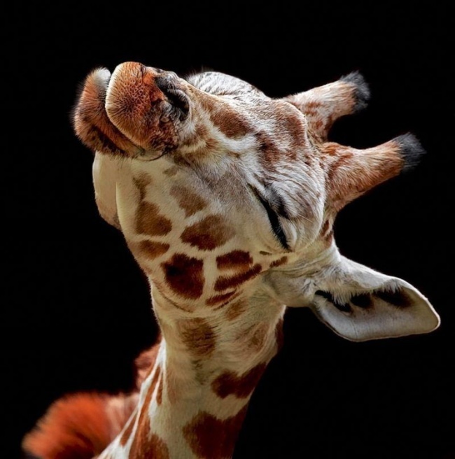  Поцелуй жирафа