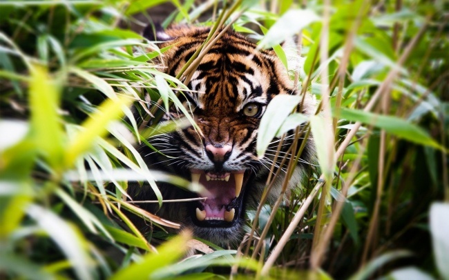  Рев тигра. Смарден, Англия