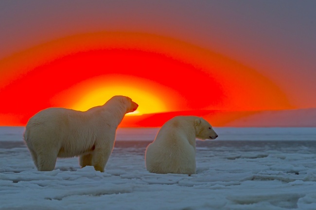  Национальный Арктический заповедник, Аляска. Фотограф Сильвен Кордье