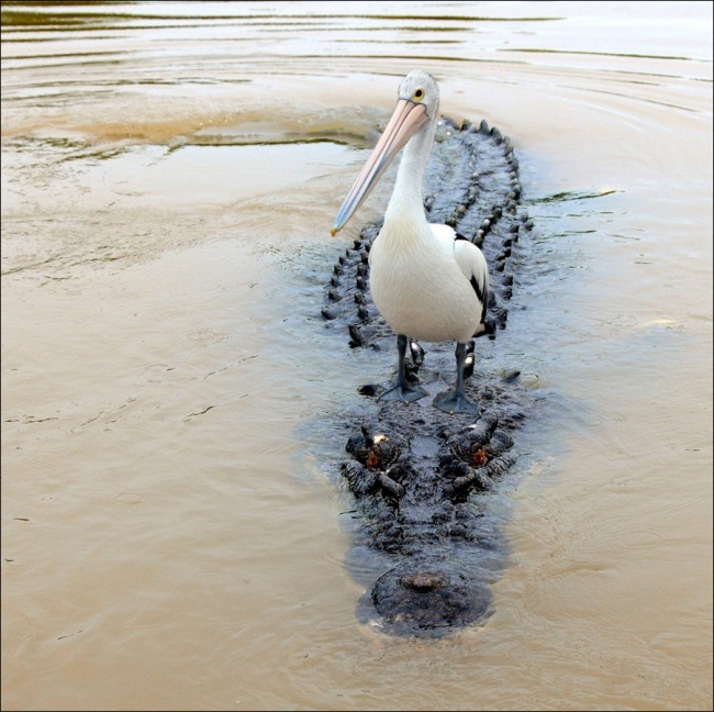  Сотрудничество пеликана и крокодила