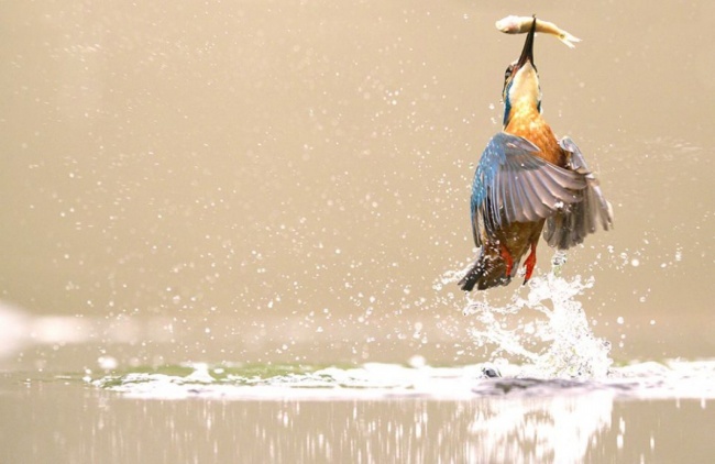  Зимородок ловит рыбку. Фотограф Питер Даунинг