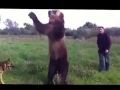 Медведь пародирует человека!