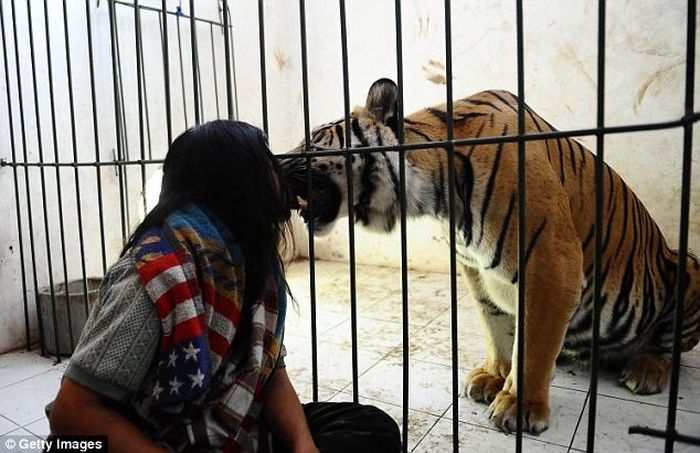 Дружба между тигрицей и человеком