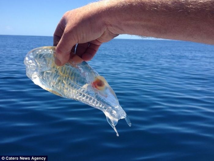 Необычное прозрачное морское существо 