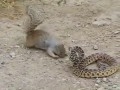 Белка атакует змею! 