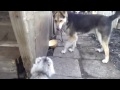 Злая кошка терроризирует собаку!