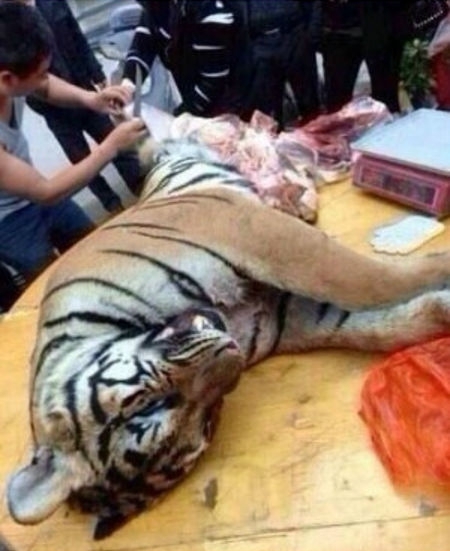 Браконьерский черный рынок тигрятины в Китае