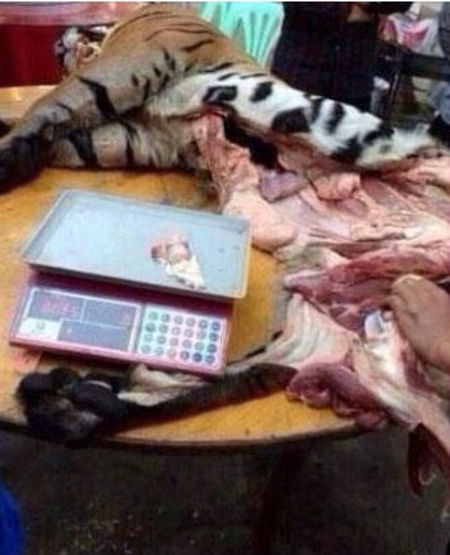 Браконьерский черный рынок тигрятины в Китае