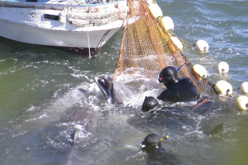 В Японии продолжаются жестокие убийства дельфинов