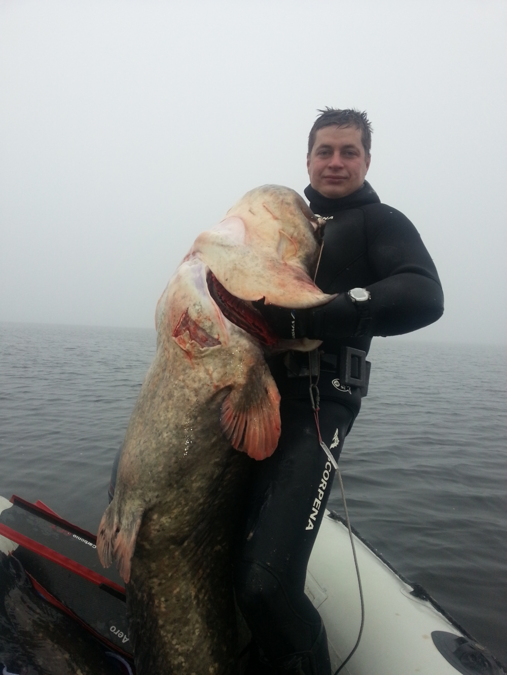 Подводная Охота. Сом 70 кг... Spearfishing Catfish 70 kg. 