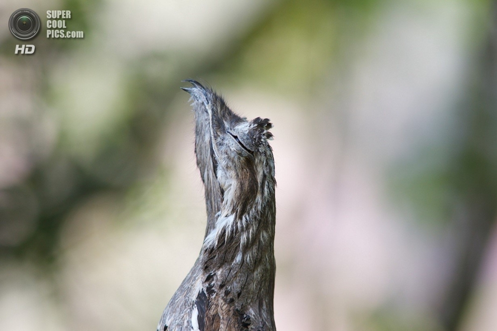 Исполинский козодой, птица которая притворяется веткой