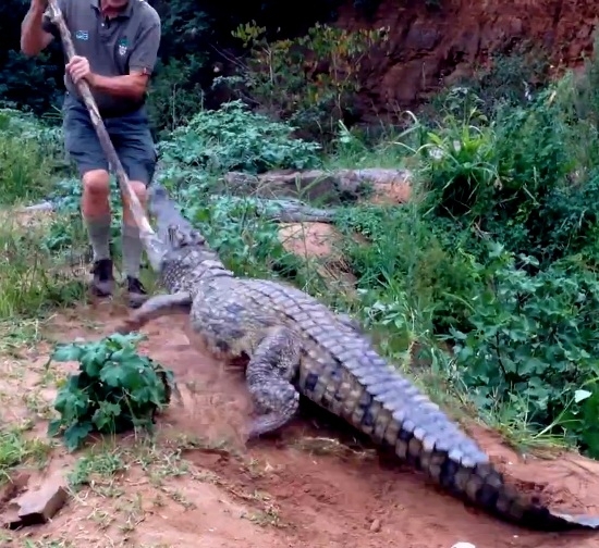 Фермер выяснил, чем может закончиться тыканье в крокодила палкой