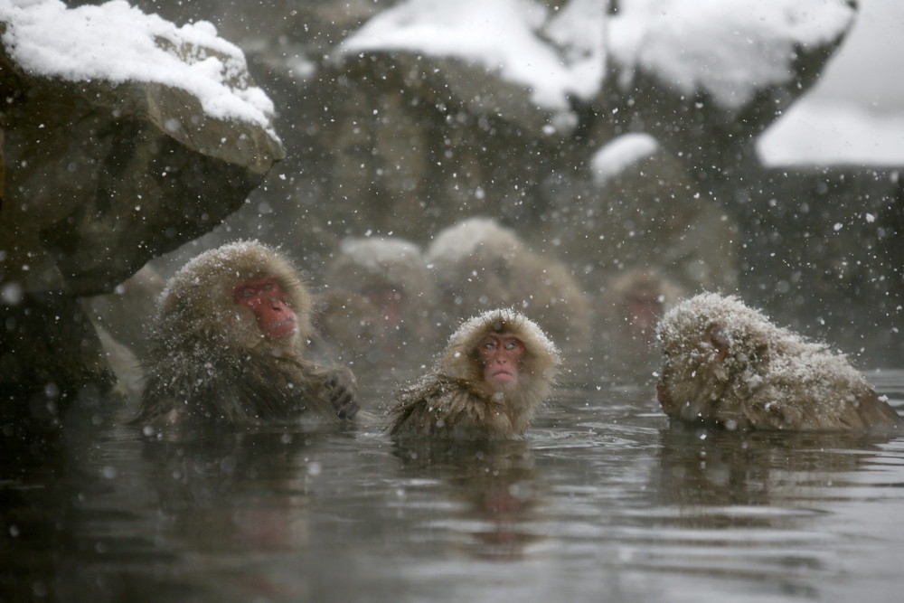 Японские макаки обожают горячие источники