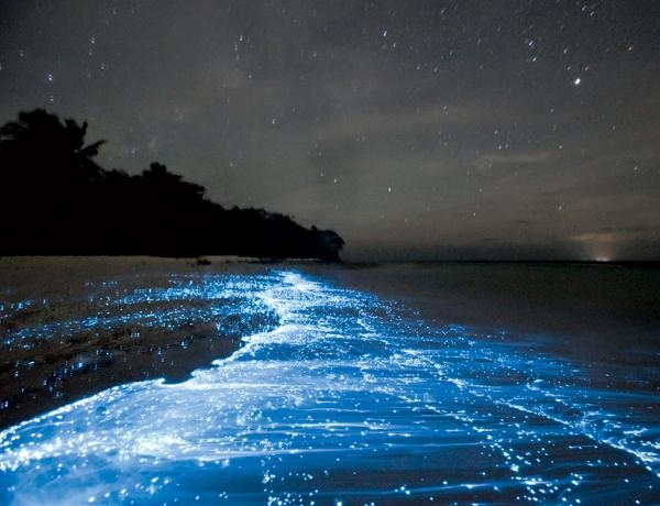 Волшебная люцифаза на Мальдивских пляжах!