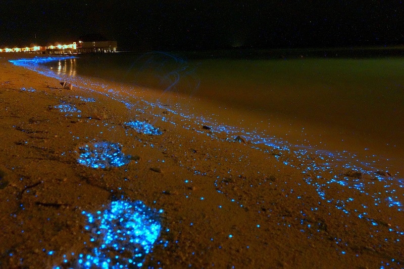 Волшебная люцифаза на Мальдивских пляжах!