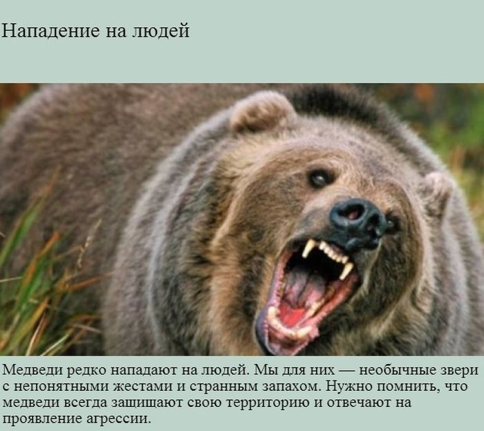 Интересные факты о медведях