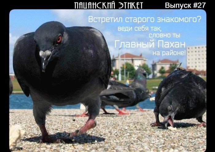 Пацанский Этикет