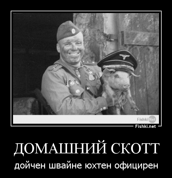 Домашний Скотт