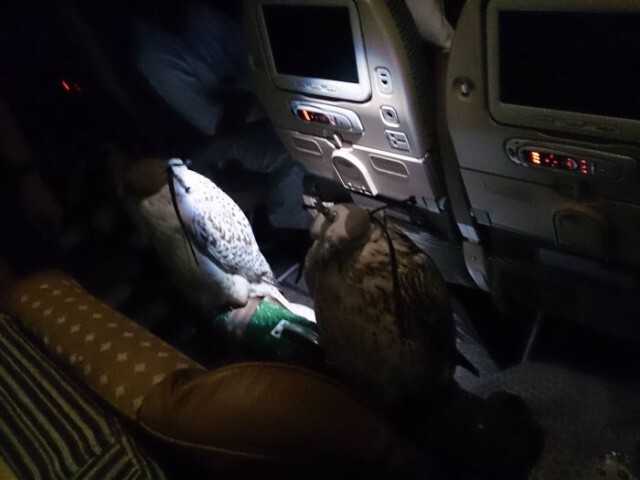Необычный пассажир в самолете
