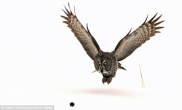 Фото-момент: сова хватает свою добычу с удивительной точностью.