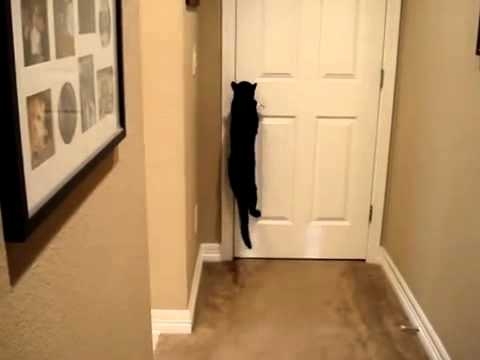 Кот открыл собаке дверь в кухню! 