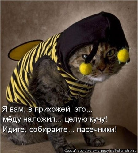  Кот Пчёлка...Забавненько!