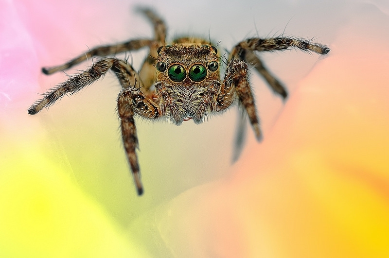Гипнотизирующие макрофотографии экзотических пауков 