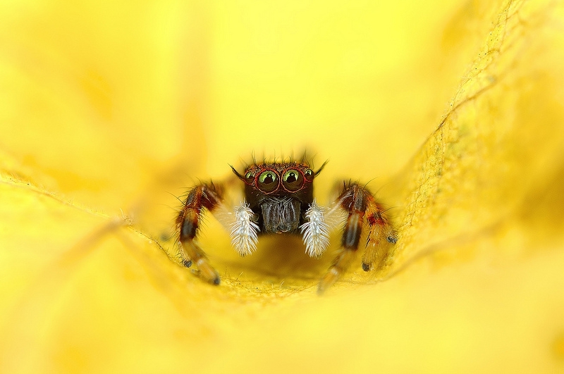 Гипнотизирующие макрофотографии экзотических пауков 