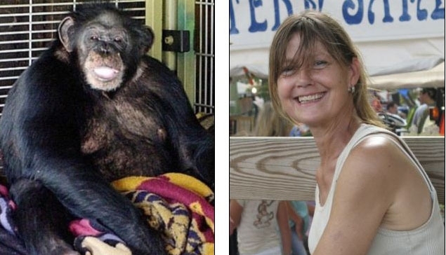 Шимпанзе сгрыз женщине лицо и руки