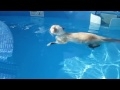 Кот плавает в бассейне! Релакс