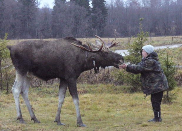 Лосиная ферма СССР