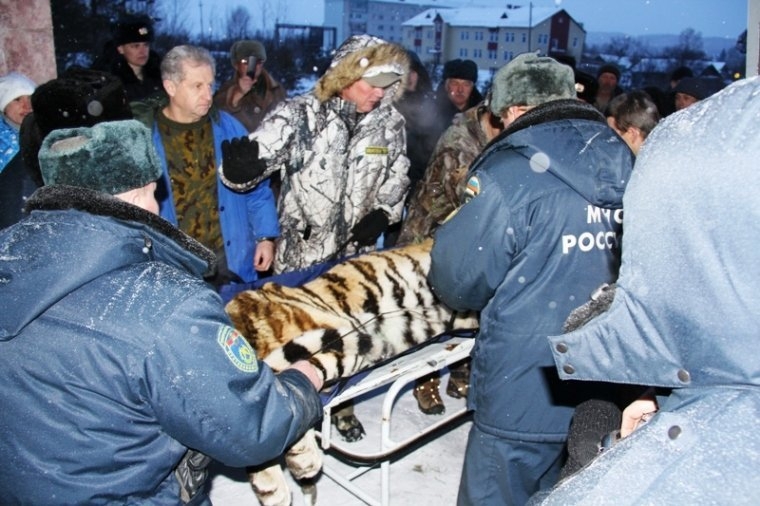 В Амурской области пытаются спасти раненного тигра 