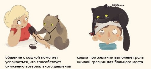Почему кошка рядом с человеком - это помощник, врач и психолог?