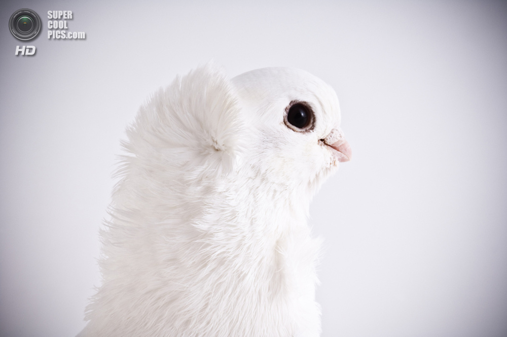 Голубь Old German Owl